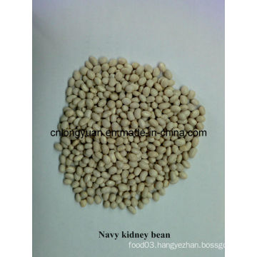 Chinese Kidney Bean Navy White Kidney Bean